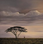 Elephant under a tree on the savannah