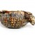 Turtle on his back