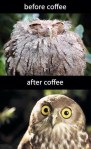 An owl looking out of sorts before coffee and fresh after to 