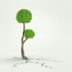 Tree growing from cracks