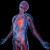 Vascular Human Body System